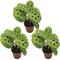 Show in main carousel: ReptiFauna Maranta Tropical Plant, 2-in Pot, 3 count slide 1 of 8