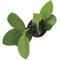 Show in main carousel: ReptiFauna Assorted Hoya Tropical Plant, 2-in Pot, 3 count slide 9 of 10