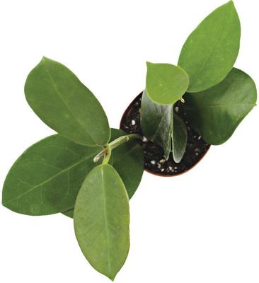 Show full view: ReptiFauna Assorted Hoya Tropical Plant, 2-in Pot, 3 count slide 9 of 10