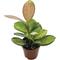 Show in main carousel: ReptiFauna Assorted Hoya Tropical Plant, 2-in Pot, 3 count slide 5 of 10
