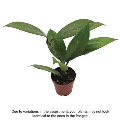 Show full view: ReptiFauna Assorted Hoya Tropical Plant, 2-in Pot, 3 count slide 2 of 10