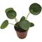 Show in main carousel: ReptiFauna Chinese Money Plant Tropical Plant, 2-in Pot, 3 count slide 5 of 7