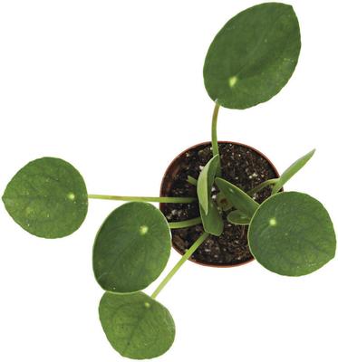 Show full view: ReptiFauna Chinese Money Plant Tropical Plant, 2-in Pot, 3 count slide 6 of 7