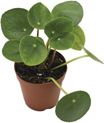 Show full view: ReptiFauna Chinese Money Plant Tropical Plant, 2-in Pot, 3 count slide 3 of 7