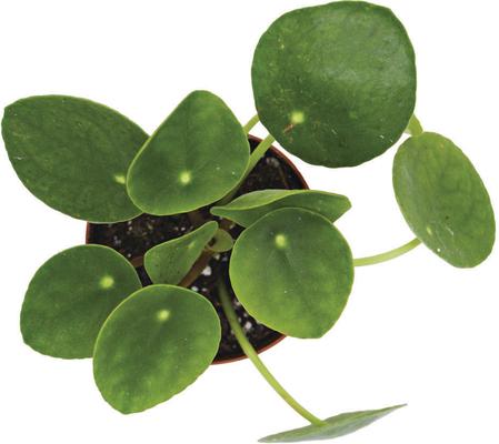 Show full view: ReptiFauna Chinese Money Plant Tropical Plant, 2-in Pot, 3 count slide 4 of 7