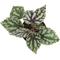 Show in main carousel: ReptiFauna Assorted Begonia Tropical Plant, 2-in Pot, 3 count slide 9 of 10
