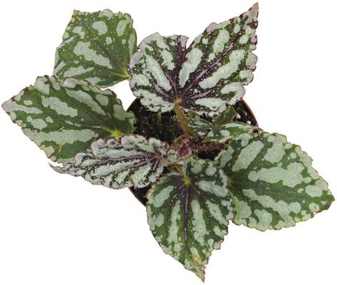Show full view: ReptiFauna Assorted Begonia Tropical Plant, 2-in Pot, 3 count slide 9 of 10