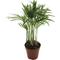 Show in main carousel: ReptiFauna Neanthe Bella Palm Tropical Plant, 2-in Pot, 3 count slide 4 of 6