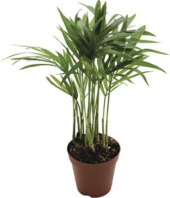 Show full view: ReptiFauna Neanthe Bella Palm Tropical Plant, 2-in Pot, 3 count slide 4 of 6