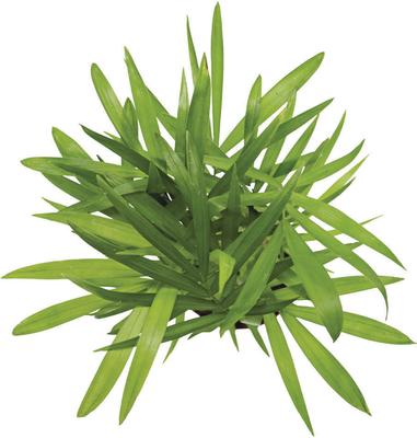 Show full view: ReptiFauna Neanthe Bella Palm Tropical Plant, 2-in Pot, 3 count slide 3 of 6