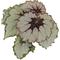 Show in main carousel: ReptiFauna Assorted Begonia Tropical Plant, 2-in Pot, 3 count slide 7 of 10