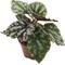 Show in main carousel: ReptiFauna Assorted Begonia Tropical Plant, 2-in Pot, 3 count slide 8 of 10