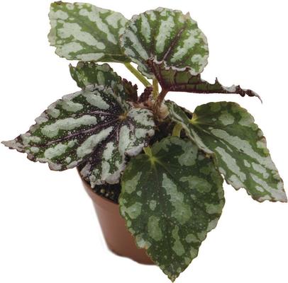 Show full view: ReptiFauna Assorted Begonia Tropical Plant, 2-in Pot, 3 count slide 8 of 10