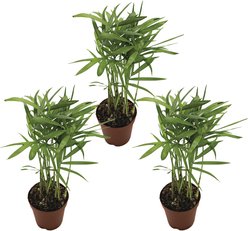 ReptiFauna Neanthe Bella Palm Tropical Plant, 2-in Pot, 3 count