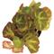 Show in main carousel: ReptiFauna Assorted Begonia Tropical Plant, 2-in Pot, 3 count slide 5 of 10