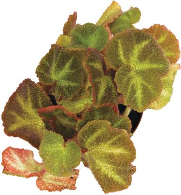 Show full view: ReptiFauna Assorted Begonia Tropical Plant, 2-in Pot, 3 count slide 5 of 10