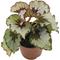 Show in main carousel: ReptiFauna Assorted Begonia Tropical Plant, 2-in Pot, 3 count slide 6 of 10
