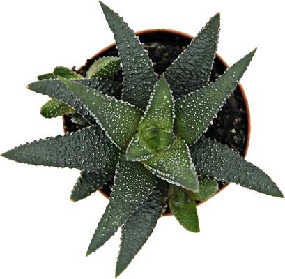 Show full view: ReptiFauna Assorted Haworthia Desert Plant, 2-in Pot, 3 count slide 6 of 10