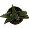 Show in main carousel: ReptiFauna Assorted Haworthia Desert Plant, 2-in Pot, 3 count slide 7 of 10