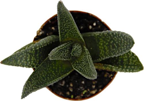 Show full view: ReptiFauna Assorted Haworthia Desert Plant, 2-in Pot, 3 count slide 7 of 10