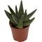 Show in main carousel: ReptiFauna Assorted Haworthia Desert Plant, 2-in Pot, 3 count slide 9 of 10
