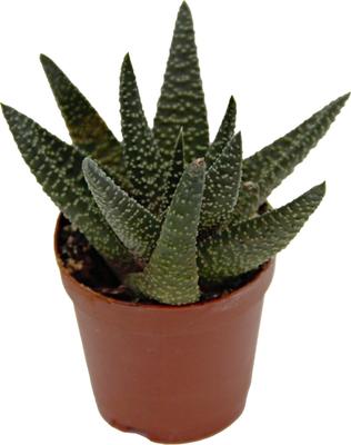 Show full view: ReptiFauna Assorted Haworthia Desert Plant, 2-in Pot, 3 count slide 9 of 10