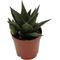 Show in main carousel: ReptiFauna Assorted Haworthia Desert Plant, 2-in Pot, 3 count slide 5 of 10