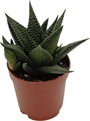 Show full view: ReptiFauna Assorted Haworthia Desert Plant, 2-in Pot, 3 count slide 5 of 10