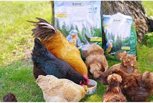 Show full view: Exotic Nutrition Dried Mealworms Chicken Treats, 22-lb case slide 6 of 9