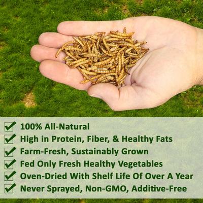 Show full view: Exotic Nutrition Dried Mealworms Chicken Treats, 22-lb case slide 2 of 9