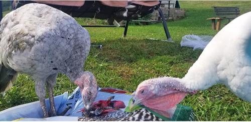 Show full view: Exotic Nutrition Dried Mealworms Chicken Treats, 22-lb case slide 9 of 9