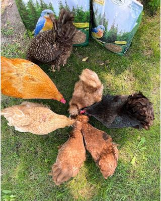 Show full view: Exotic Nutrition Dried Mealworms Chicken Treats, 22-lb case slide 7 of 9