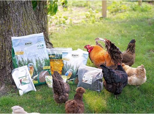 Show full view: Exotic Nutrition Dried Mealworms Chicken Treats, 22-lb case slide 3 of 9