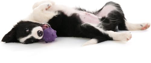 Show full view: Playology Bacon Scented Young & Active Tough Teething Ball Dog Toy, Purple, Medium slide 3 of 6