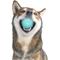 Show in main carousel: Playology Peanut Butter Scented Spiky Tough Squeaky Ball Dog Toy, Blue, Medium slide 3 of 6