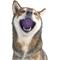 Show in main carousel: Playology Bacon Scented Spiky Tough Squeaky Ball Dog Toy, Purple, Medium slide 3 of 6