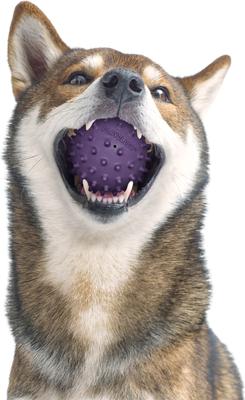 Show full view: Playology Bacon Scented Spiky Tough Squeaky Ball Dog Toy, Purple, Medium slide 3 of 6