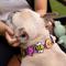 Show in main carousel: Jiby Dog Crew Bumblebee Jiby Dog Collar Accessory slide 3 of 6