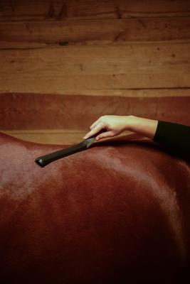 Show full view: Wahl Equine Shedding Tool, Black slide 6 of 8