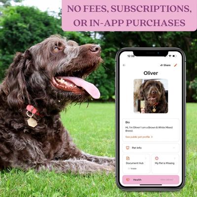 Show full view: Tailr Classic QR Code Hanging Digital Pet Profile Personalized Dog & Cat ID Tag, Gold, Small slide 8 of 10