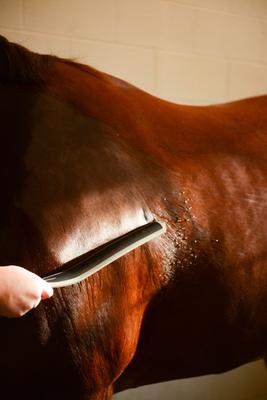 Show full view: Wahl Equine Sweat Scraper, Black slide 6 of 7