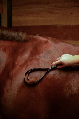 Show full view: Wahl Equine Metal Shedding Blade, black slide 4 of 5