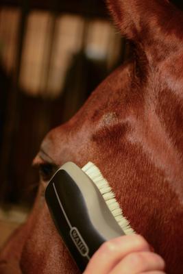 Show full view: Wahl Horse Face Brush, Black slide 7 of 9