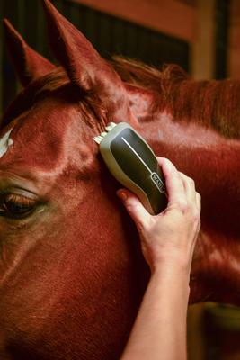 Show full view: Wahl Horse Face Brush, Black slide 8 of 9