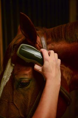 Show full view: Wahl Horse Face Brush, Black slide 4 of 9