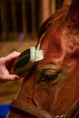 Show full view: Wahl Horse Face Brush, Black slide 6 of 9