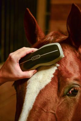 Show full view: Wahl Horse Face Brush, Black slide 5 of 9