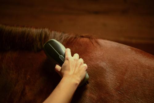 Show full view: Wahl Horse Stiff Body Brush, Black slide 5 of 5