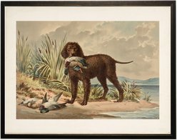 Antique Curiosities Curly Coated Retriever with Ducks Painting