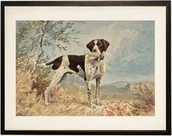 Antique Curiosities English Pointer Dog Painting